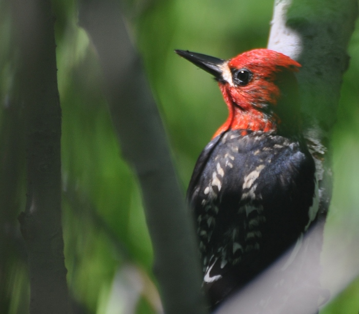 red-breasted sapsucker